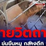 泰国 裸体男深夜强奸怀孕母猪-博彩排名网-博彩论坛-博彩社区